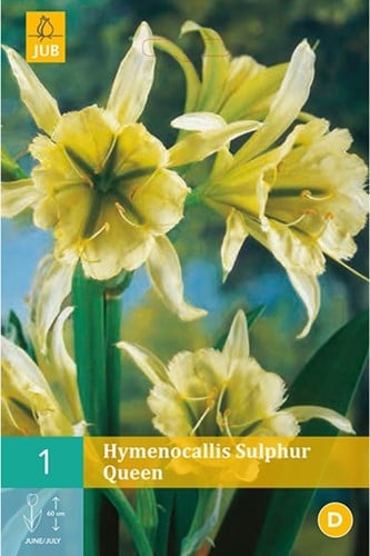 Hymenocallis Sulphur Queen – Hyménocalle