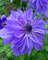 Anemoon Lord Lieutenant Les Bulbes a Fleurs