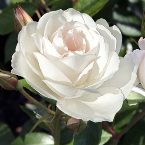 Rosier Iceberg - Rosa floribunda