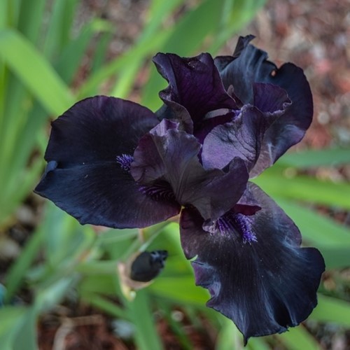 Iris d'Allemagne Black Knight - Iris Germanica (Pack de six)