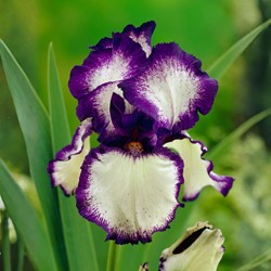 Iris Germanica Loop the Loop