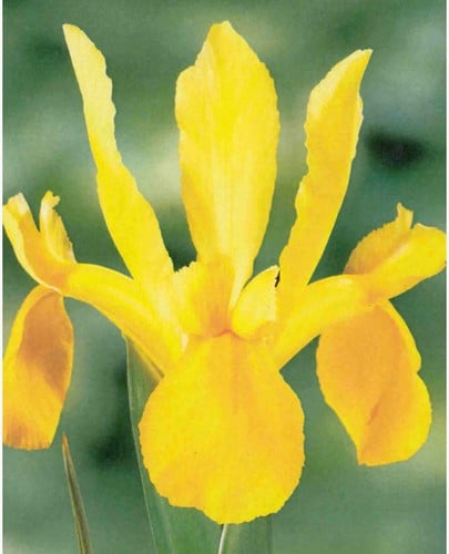 Iris Hollandica Jaune