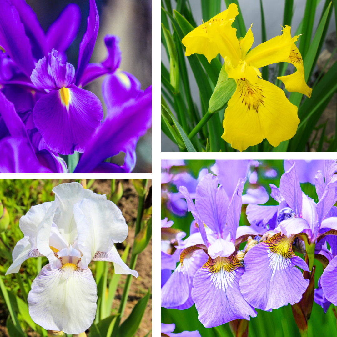 Bulbes d'Iris - Instructions de plantes et de culture - Soins du jardin de  fleurs