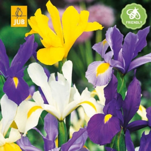 Iris Hollandica en Mélange