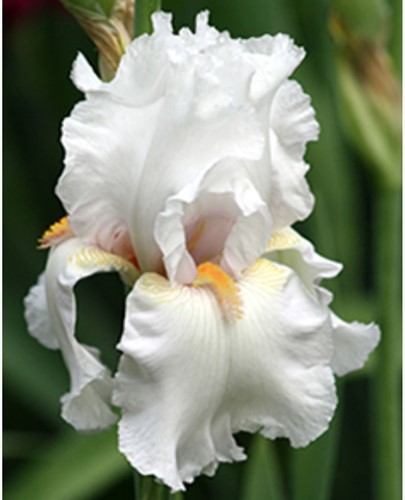 Iris d'Allemagne Immortality - Iris Germanica (Pack de six)