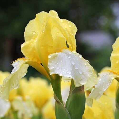 Iris germanica Lime Fizz – Baardiris, Blauwe lis