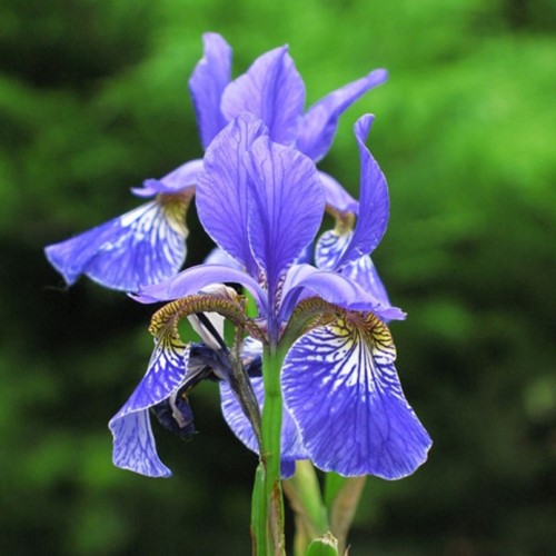 Iris Sibirica Perry’s Blue - Iris de Sibérie
