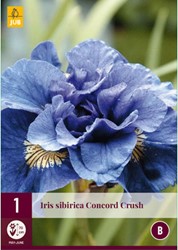 Iris Sibirica Concord Crush - Iris de Sibéri