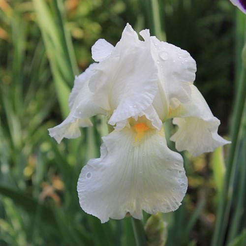Iris Sibirica Snow Queen - Iris de Sibéri