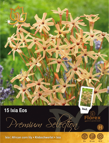 Ixia Eos - Lis de bles