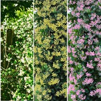 Mélange de Jasmin - Jasmin Toscan et Jasmin Étoilé Japonais