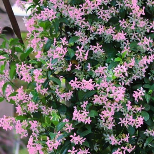 Jasmin étoilé japonais Pink Showers Trachelospermum asiaticum