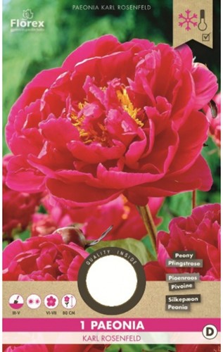 Pivoine Rouge/rose Karl Rosenfield - Paeonia