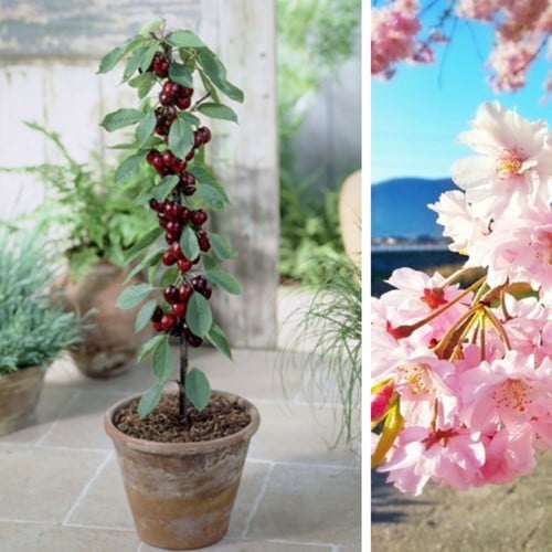 Cerise Sylvia - Prunus avium