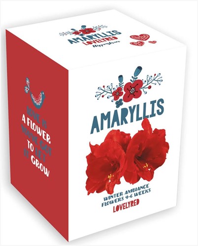 Amaryllis rouge pour Noël