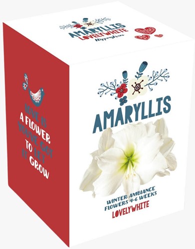 Amaryllis blanc de Noël