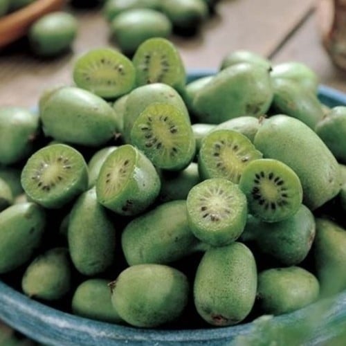 Kiwi d été - Actinidia Arguta Issai