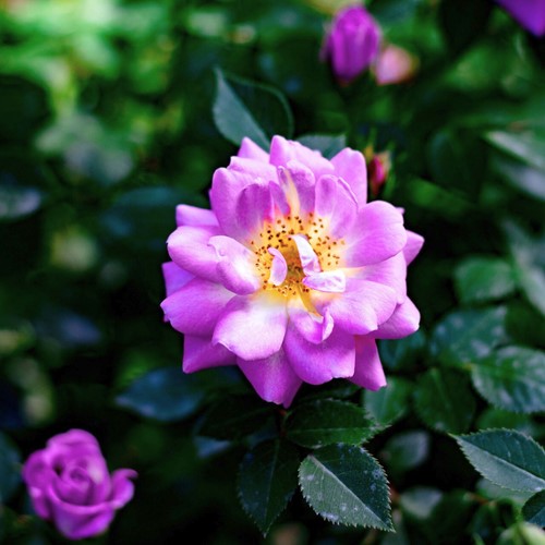 Rosier Grimpant Veilchenblau - Rosa