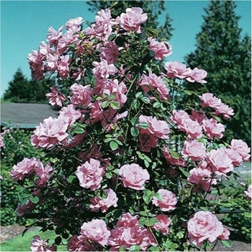 Rosier Grimpant Waltz Time - Rosa