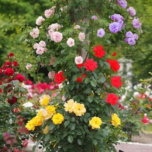 Rosiers grimpants mix - Rosa
