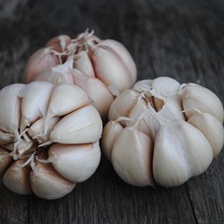 Ail cultivé (allium sativum)