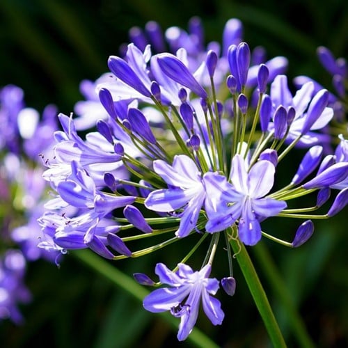 Agapanthes Bleues (en vrac)