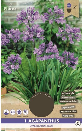 Agapanthe Bleu-2