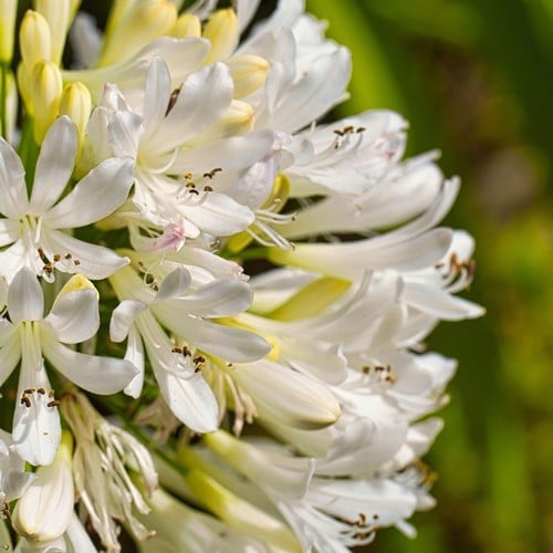 Agapanthes Blanc - Agapanthus umbelatum white