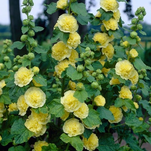 Rose Trémière Jaune - Alcea rosea