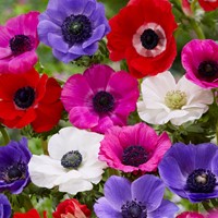 Anemone de Caen en Mélange - Anemone coronaria