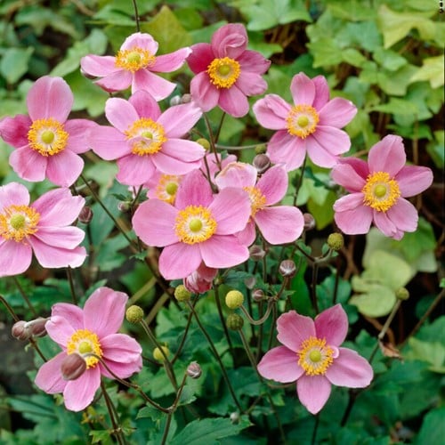Anemone September Charm - Herfstanemoon