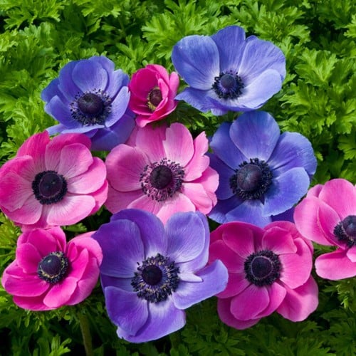 Anémone Violet & Rose en Mélange