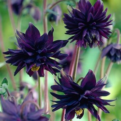 Aquilegia - Akelei Black Barlow