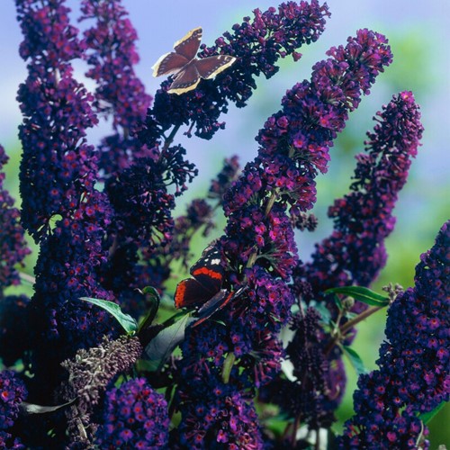Arbre à papillon Black Knight - Buddleja
