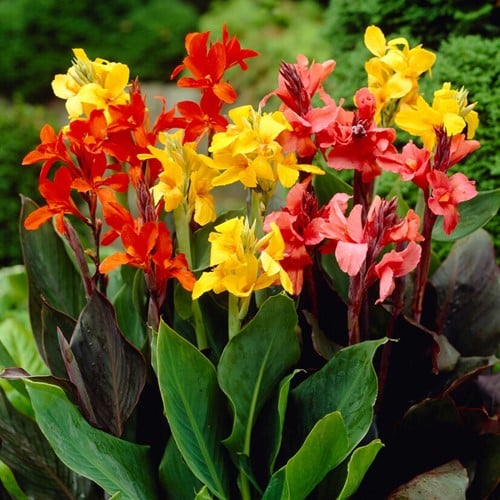 Cannas en mélange