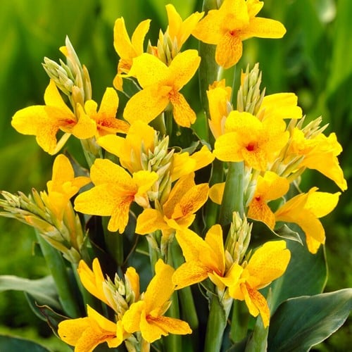 Canna Jaune