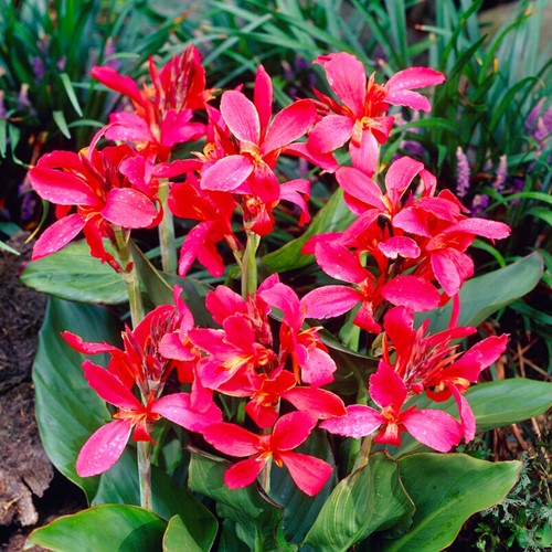 Canna Rose