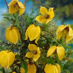 Clematis Tangutica - Clématite