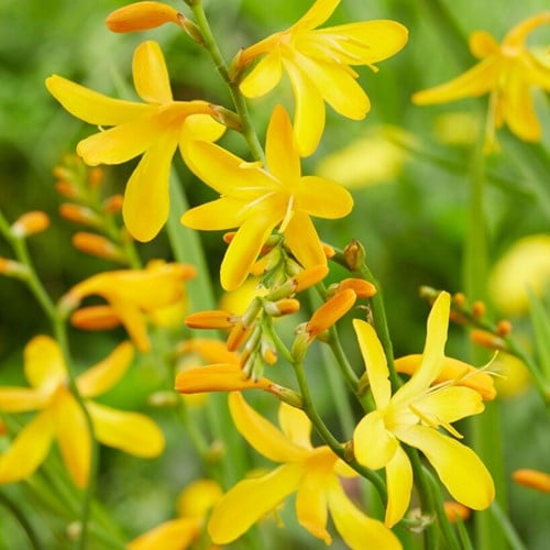 Crocosmia George Davidson - Montbretia (Plantes en Pot)