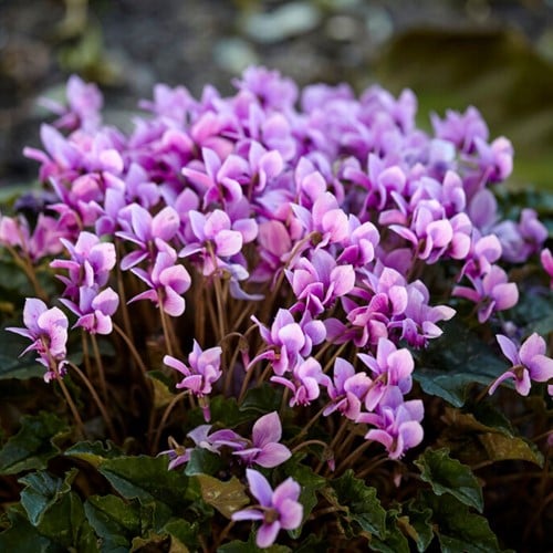 Cyclamen Hederifolium