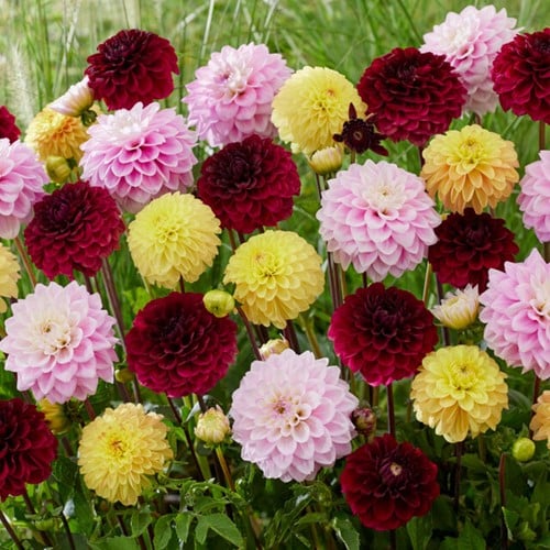 Mélange décoratif de dahlia