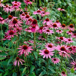 Echinacea magnus - Echinacée 100% BIO