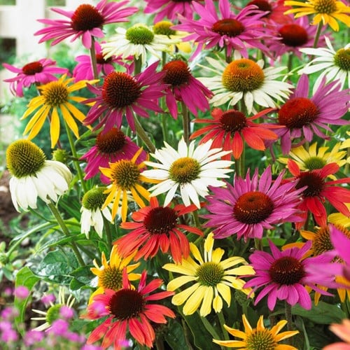 Echinacea Mix - Echinacée