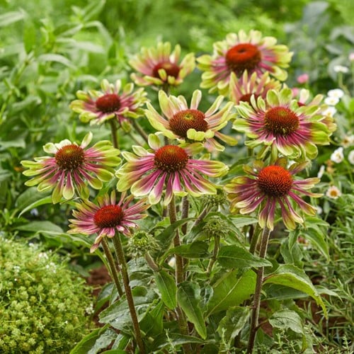 Echinacea Green Twister - Échinacée