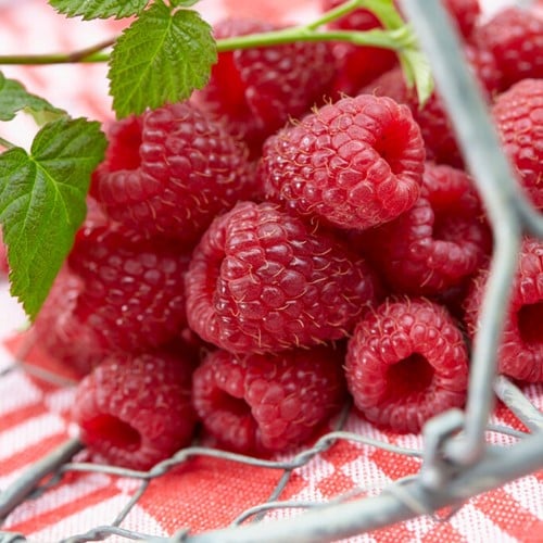 Framboos - Rubus Idaeus