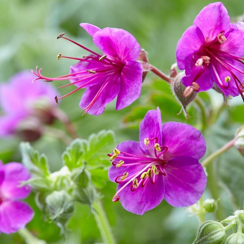 Géranium à grosses racines Ingwersen - Geranium macrorrhizum