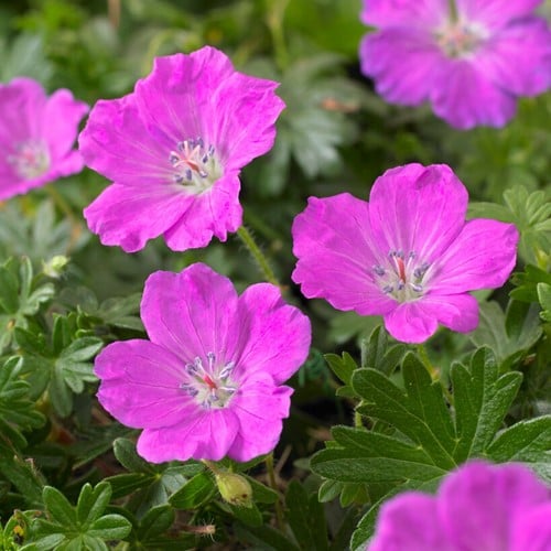 Geranium sanguineum Max Frei - Géranium
