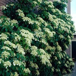 Hortensia petiolaris - Hortensia Grimpant