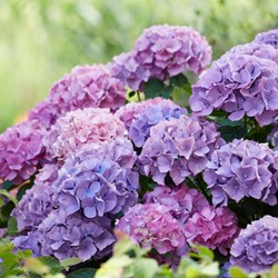 Hortensia bleu - Hydrangea