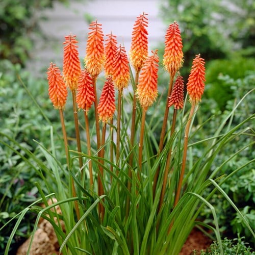 Kniphofia Alcazar - Tisons du diable